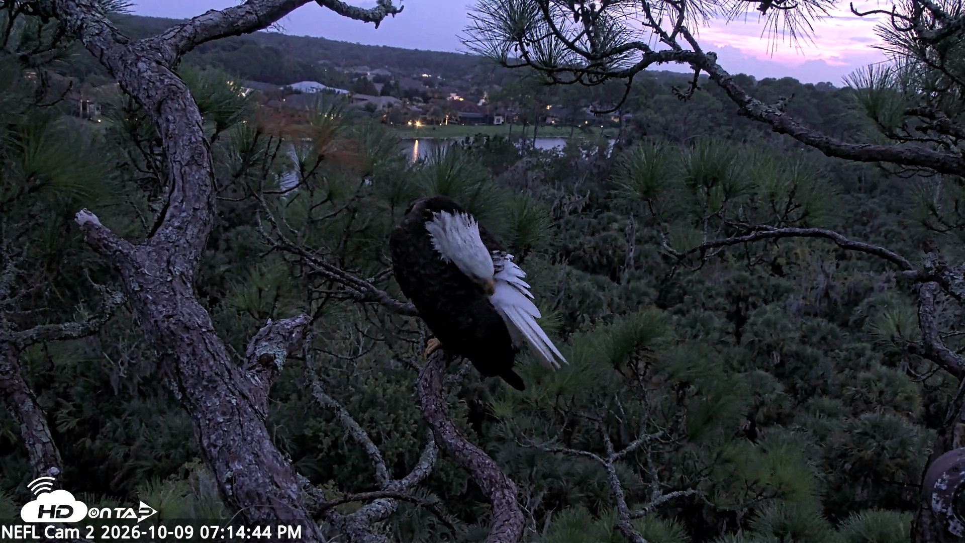 Snapshot of NE Florida Eagles Live Webcam taken Oct 9, 2026, 7:15pm EDT