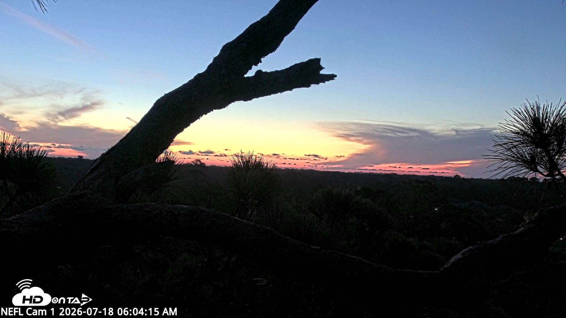 Snapshot of NE Florida Eagles Live Webcam taken Jul 18, 2026, 6:05am EDT