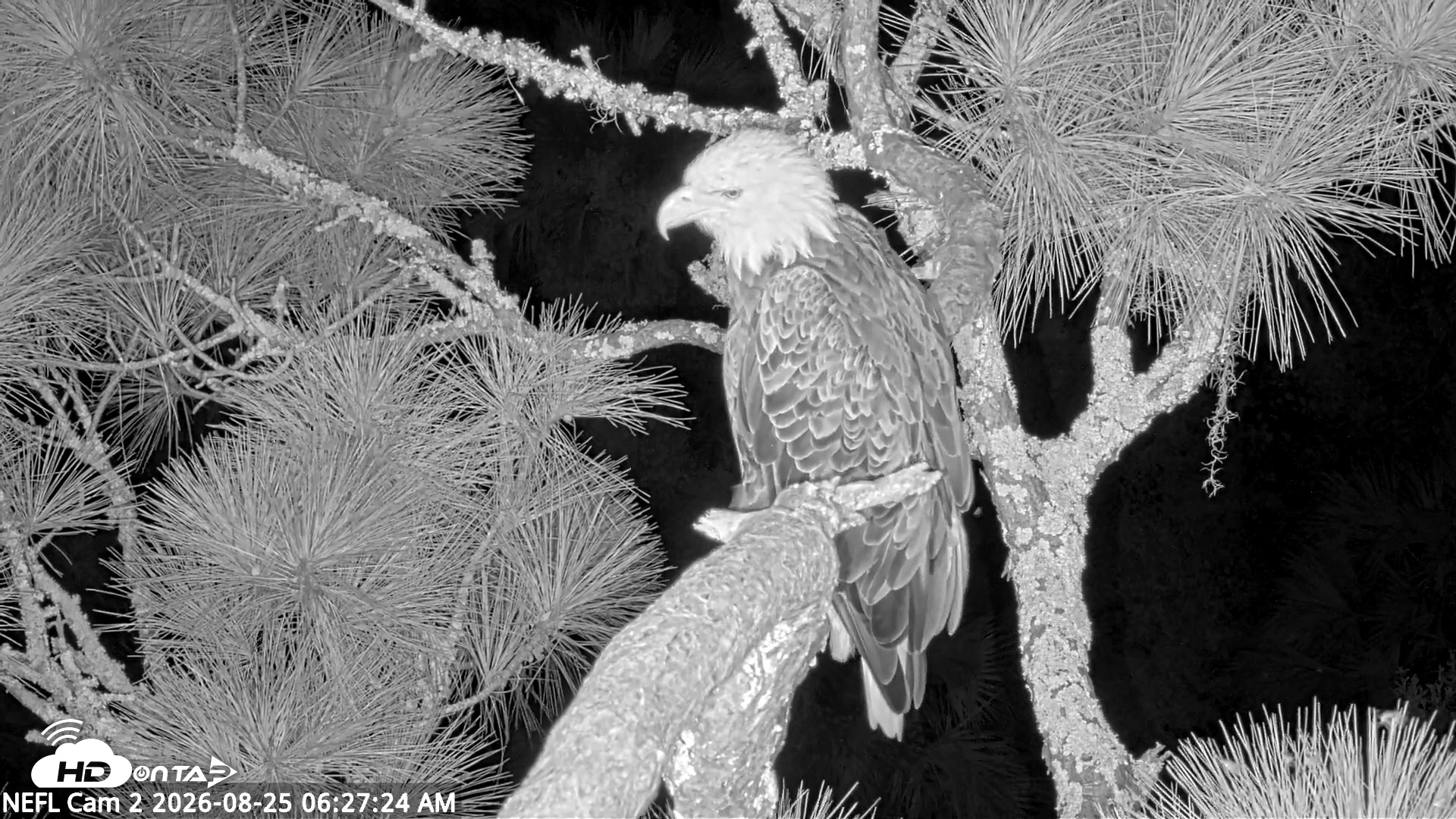 Snapshot of NE Florida Eagles Live Webcam taken Aug 25, 2026, 6:29am EDT