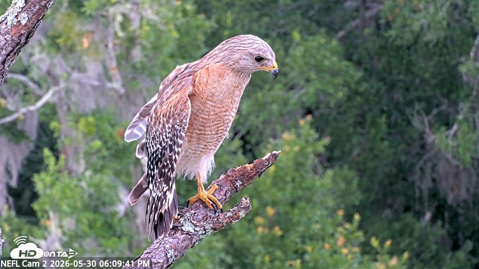 Snapshot of NE Florida Eagles Live Webcam taken May 30, 2026, 6:10pm EDT