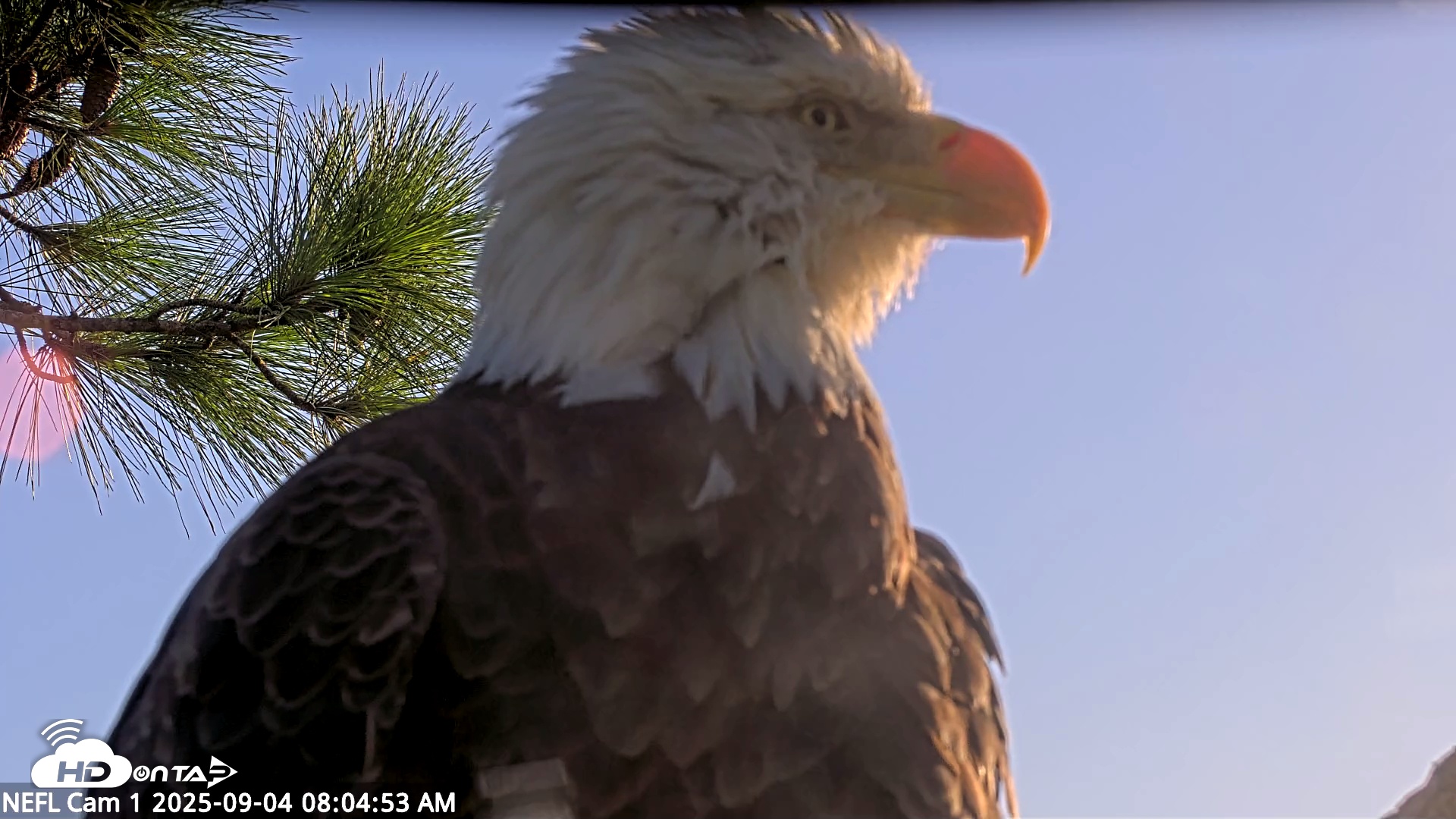 Snapshot of NE Florida Eagles Live Webcam taken Sep 4, 2025, 8:05am EDT