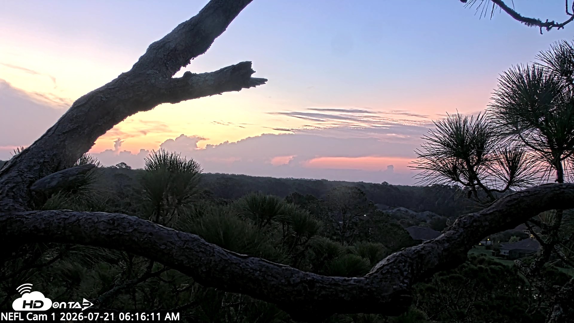 Snapshot of NE Florida Eagles Live Webcam taken Jul 21, 2026, 6:17am EDT