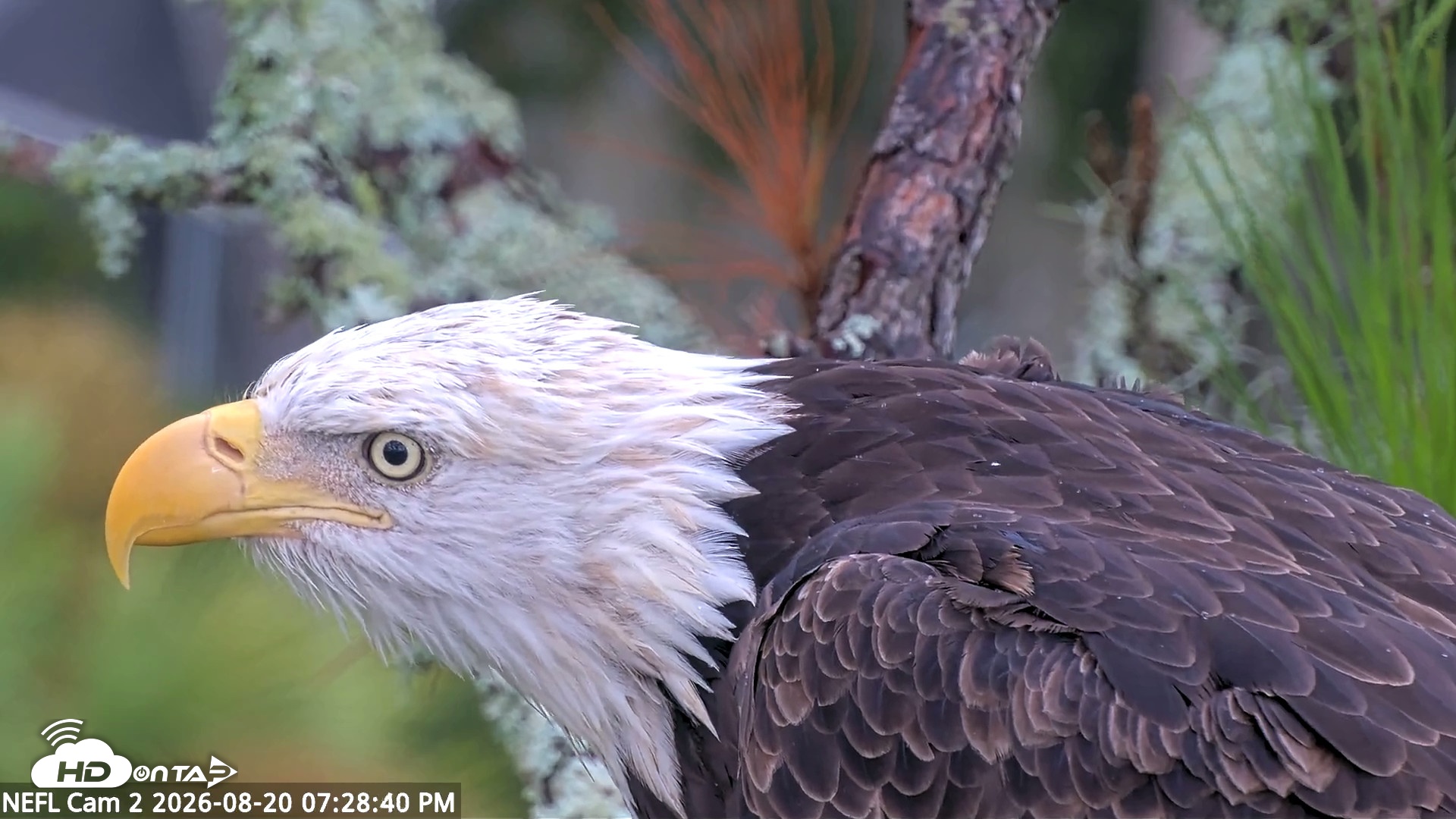 Snapshot of NE Florida Eagles Live Webcam taken Aug 20, 2026, 7:29pm EDT