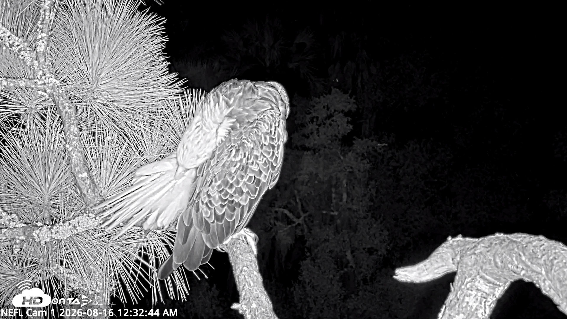 Snapshot of NE Florida Eagles Live Webcam taken Aug 16, 2026, 12:33am EDT
