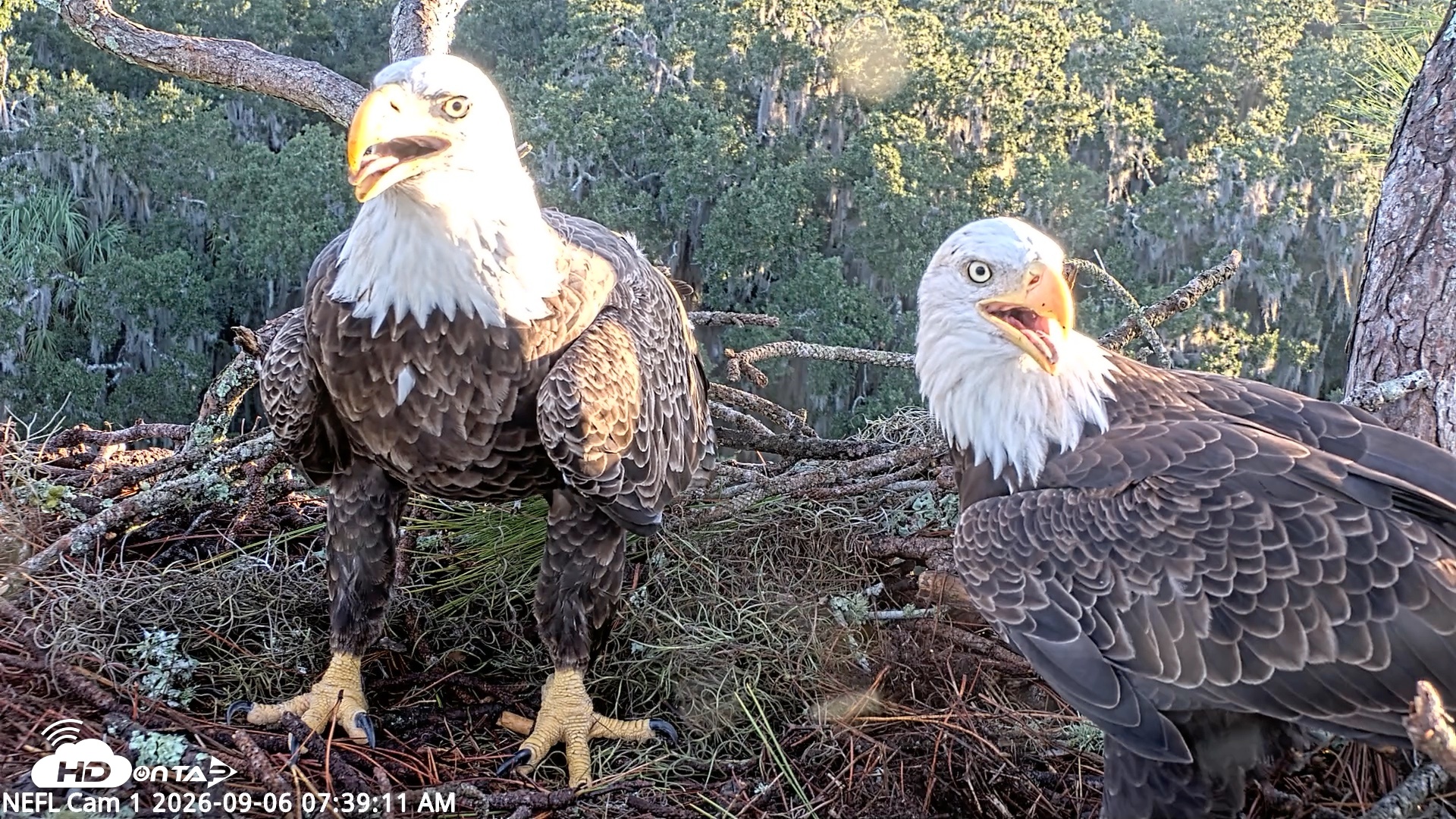 Snapshot of NE Florida Eagles Live Webcam taken Sep 6, 2026, 7:40am EDT