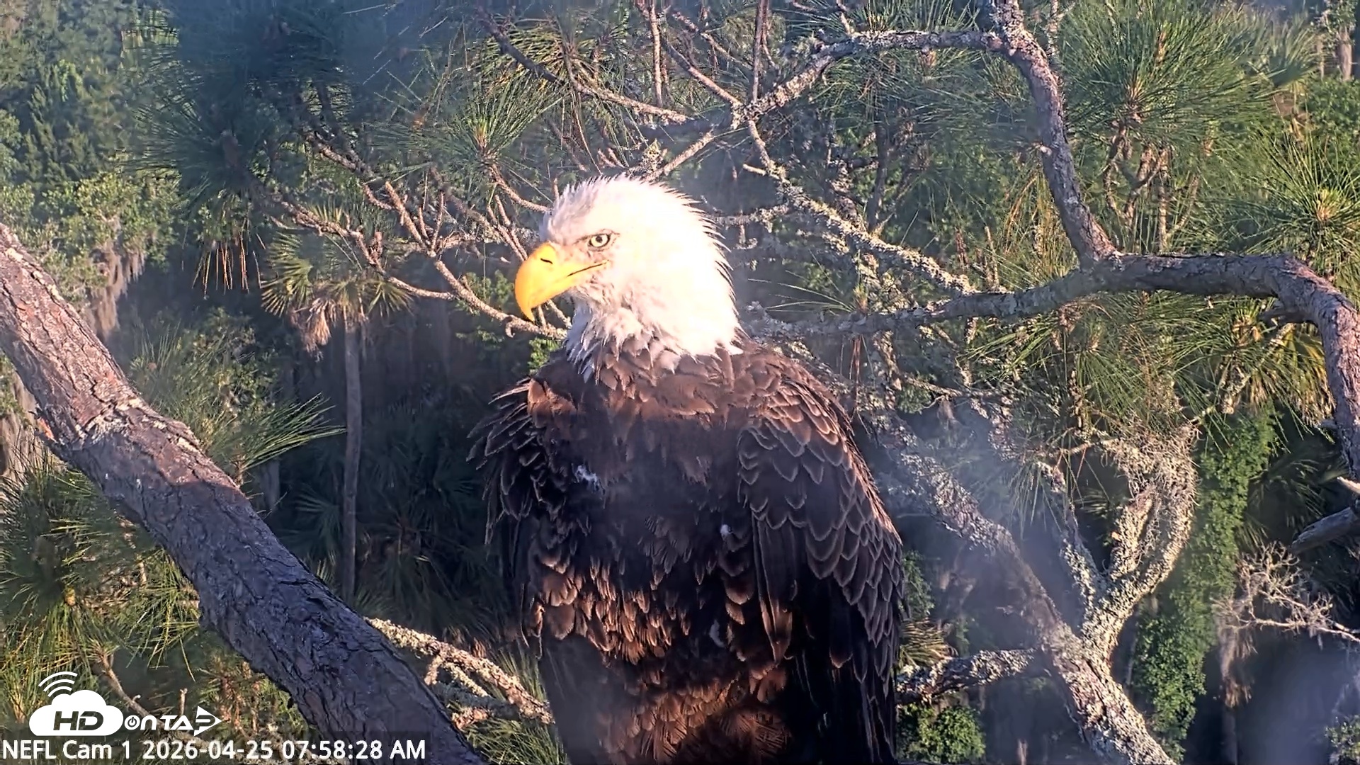 Snapshot of NE Florida Eagles Live Webcam taken Apr 25, 2026, 7:59am EDT