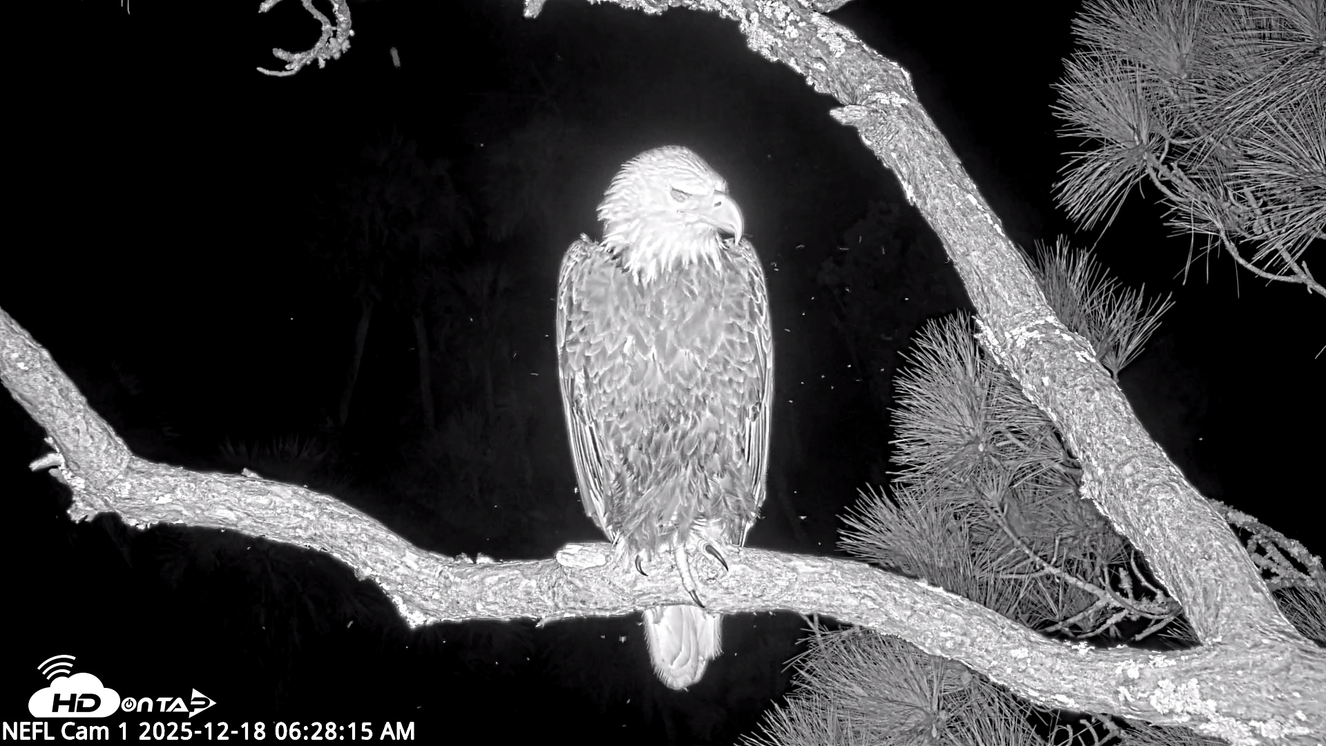 Snapshot of NE Florida Eagles Live Webcam taken Dec 18, 2025, 6:29am EST