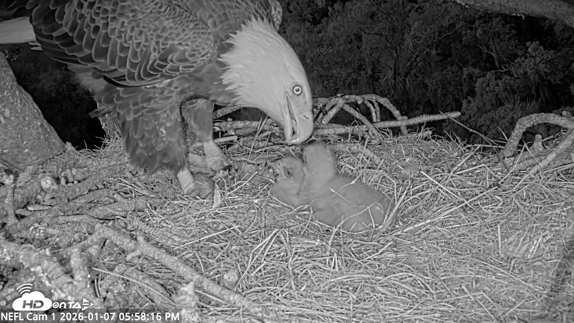 Snapshot of NE Florida Eagles Live Webcam taken Jan 7, 2026, 5:59pm EST