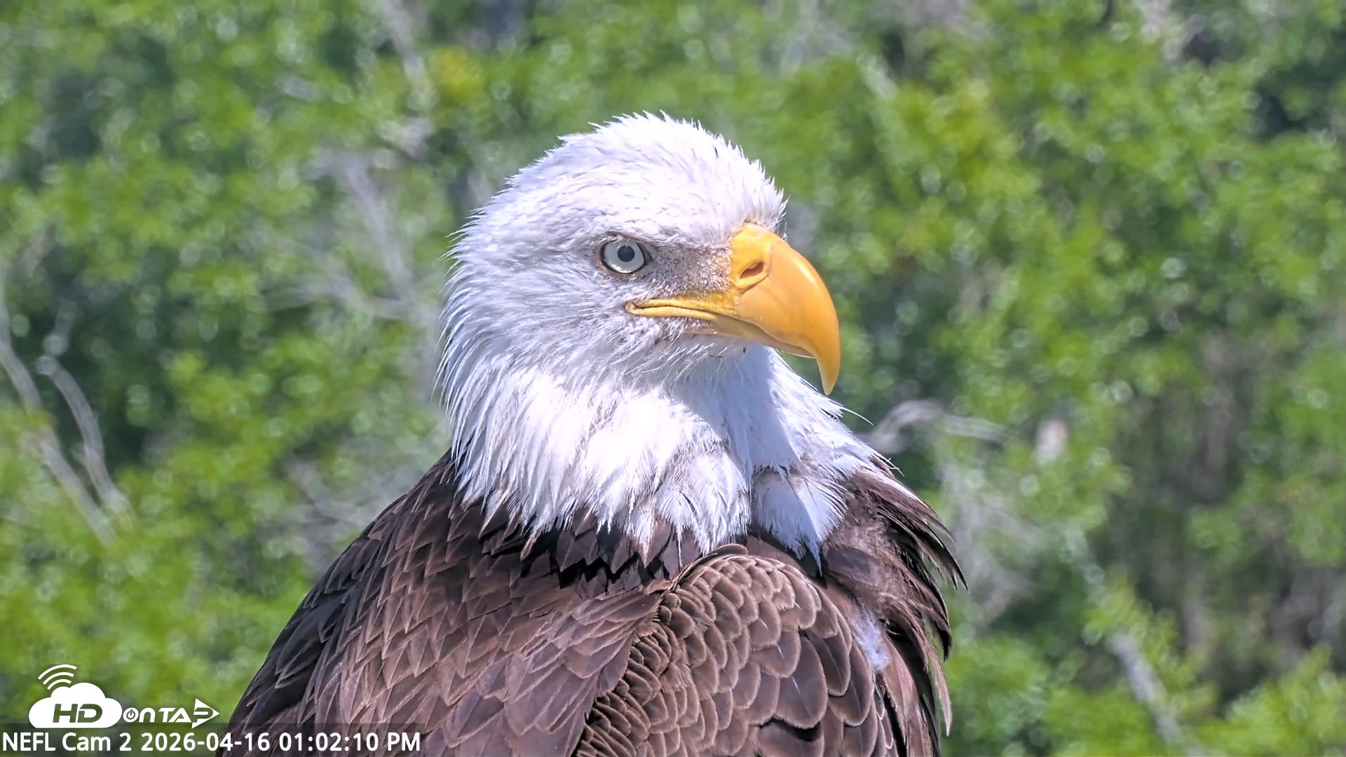 Snapshot of NE Florida Eagles Live Webcam taken Apr 16, 2026, 1:02pm EDT
