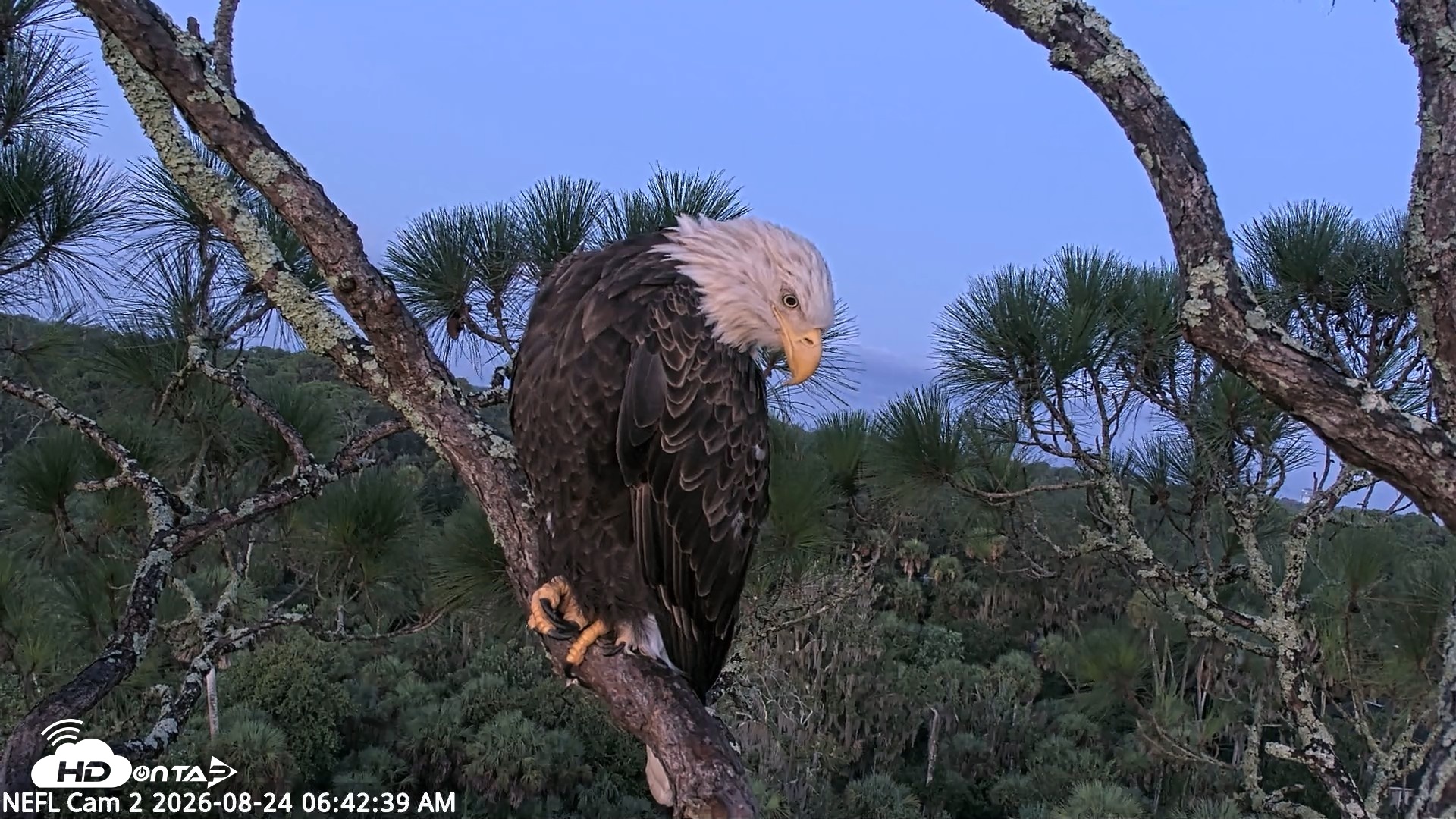 Snapshot of NE Florida Eagles Live Webcam taken Aug 24, 2026, 6:43am EDT