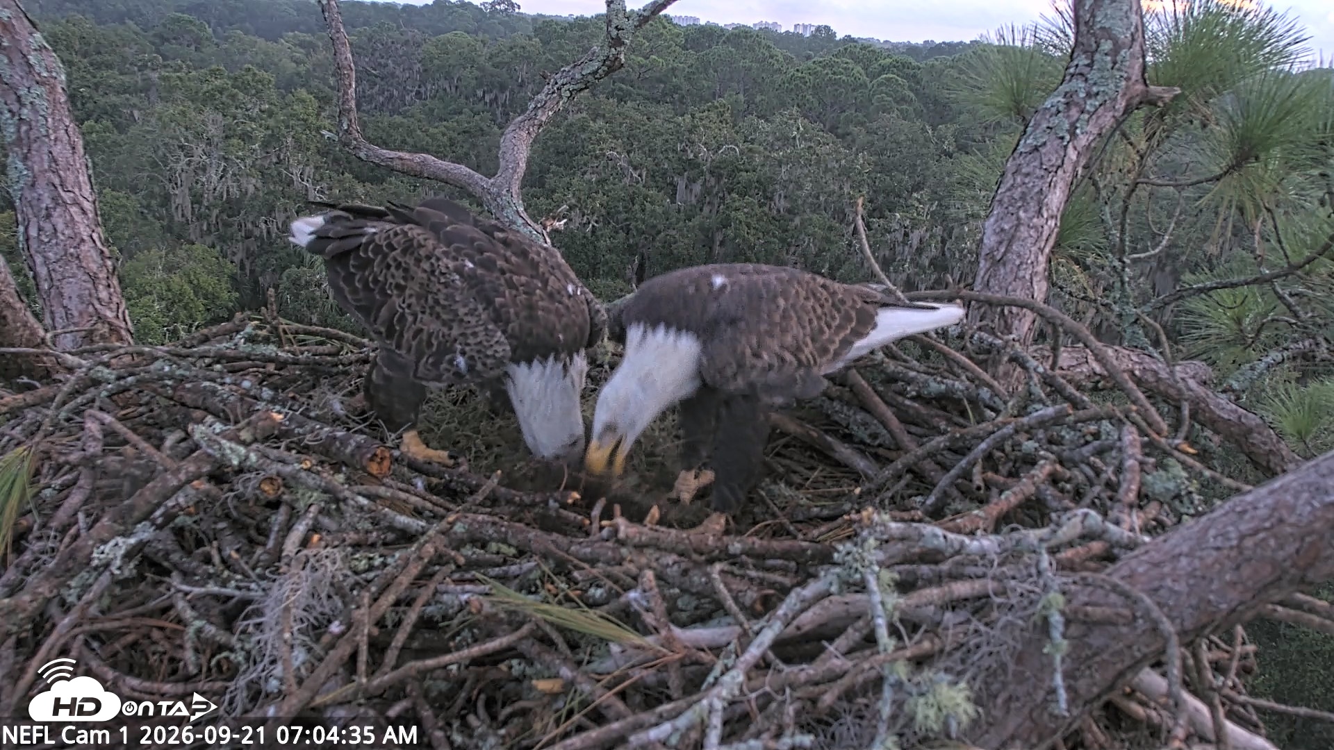Snapshot of NE Florida Eagles Live Webcam taken Sep 21, 2026, 7:06am EDT