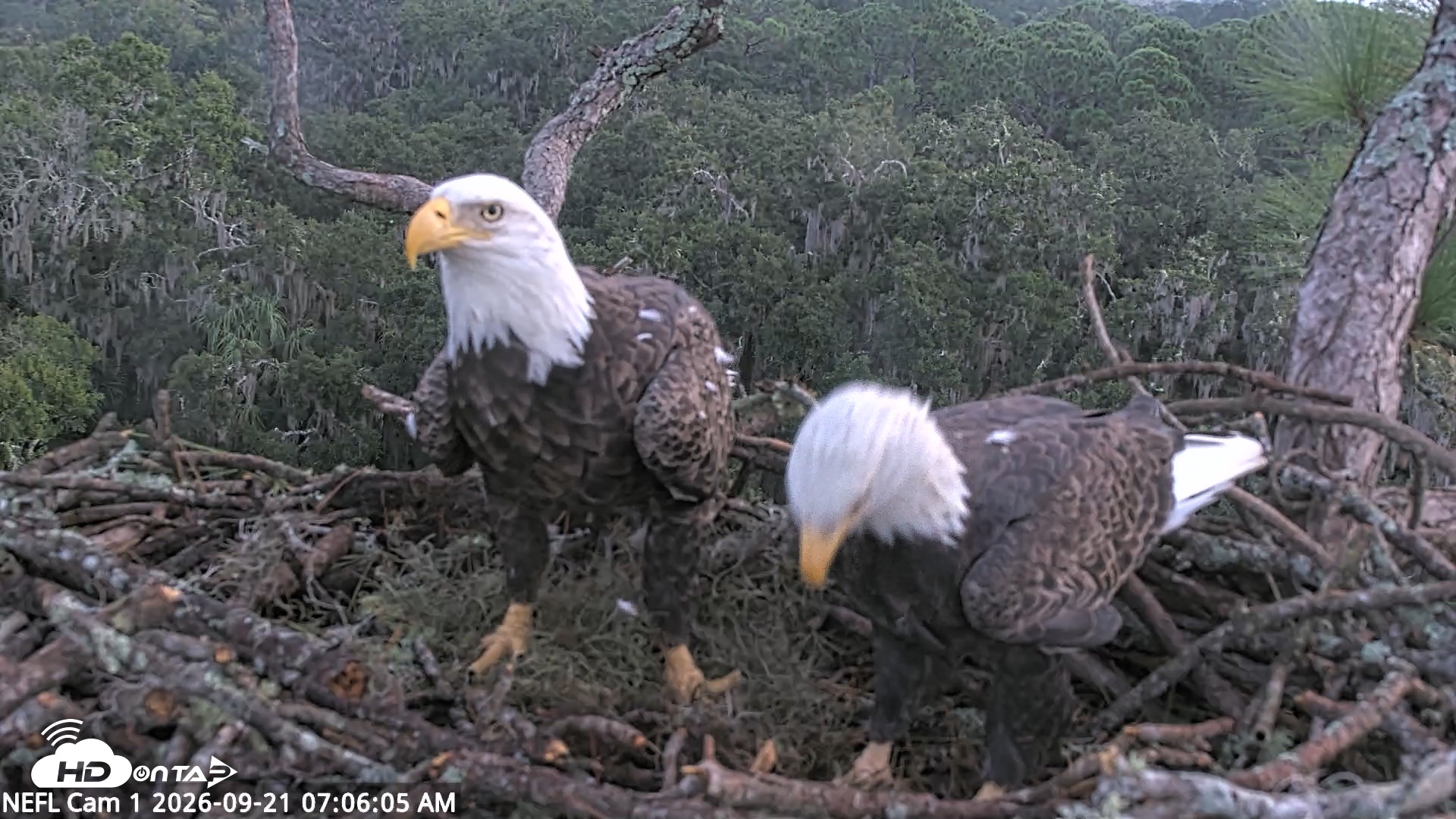 Snapshot of NE Florida Eagles Live Webcam taken Sep 21, 2026, 7:07am EDT