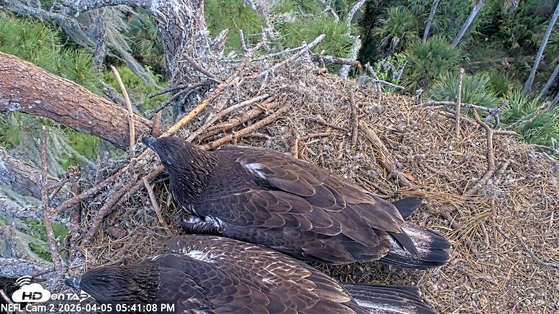 Snapshot of NE Florida Eagles Live Webcam taken Apr 5, 2026, 5:41pm EDT
