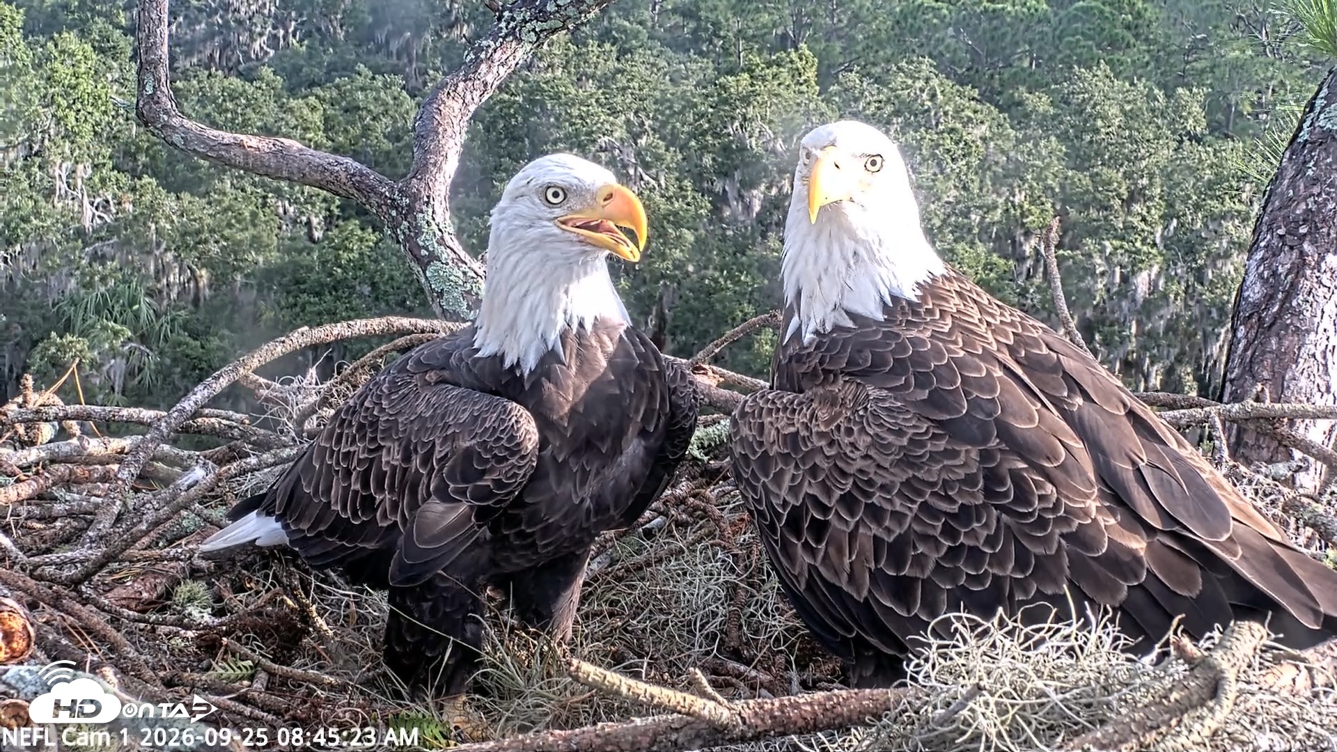 Snapshot of NE Florida Eagles Live Webcam taken Sep 25, 2026, 8:46am EDT