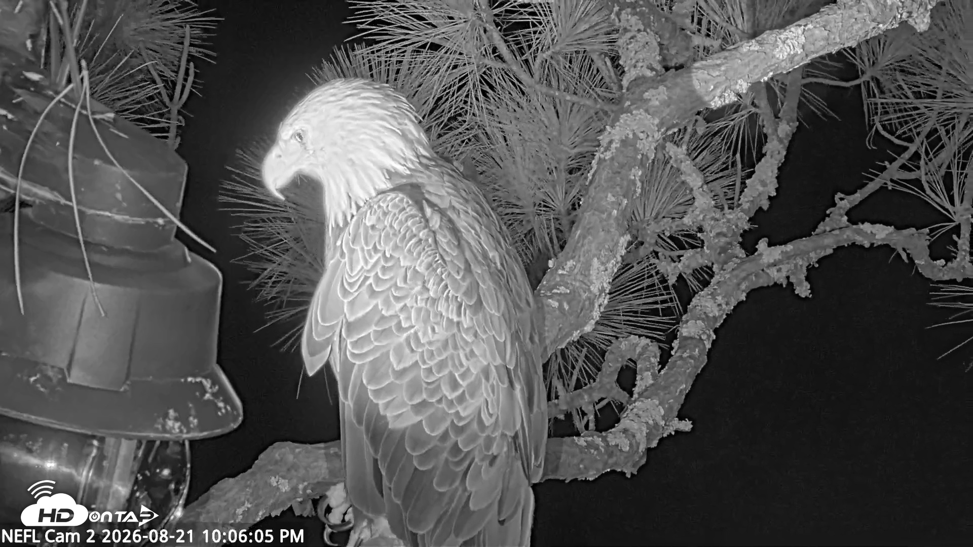 Snapshot of NE Florida Eagles Live Webcam taken Aug 21, 2026, 10:06pm EDT