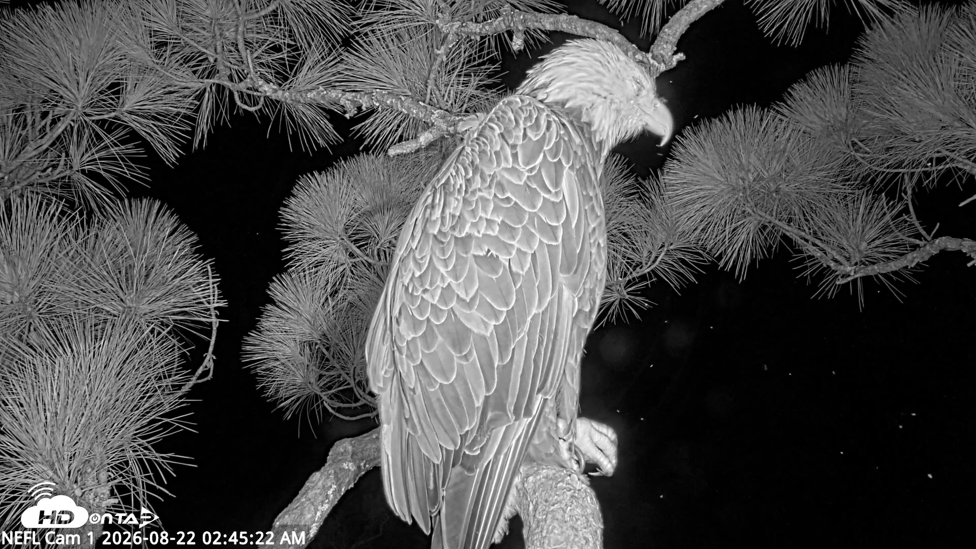 Snapshot of NE Florida Eagles Live Webcam taken Aug 22, 2026, 2:46am EDT