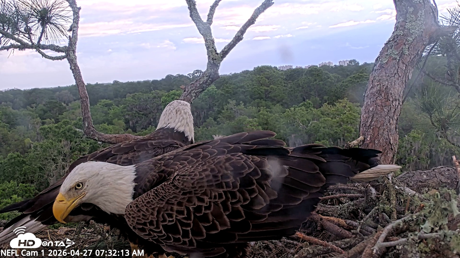 Snapshot of NE Florida Eagles Live Webcam taken Apr 27, 2026, 7:33am EDT