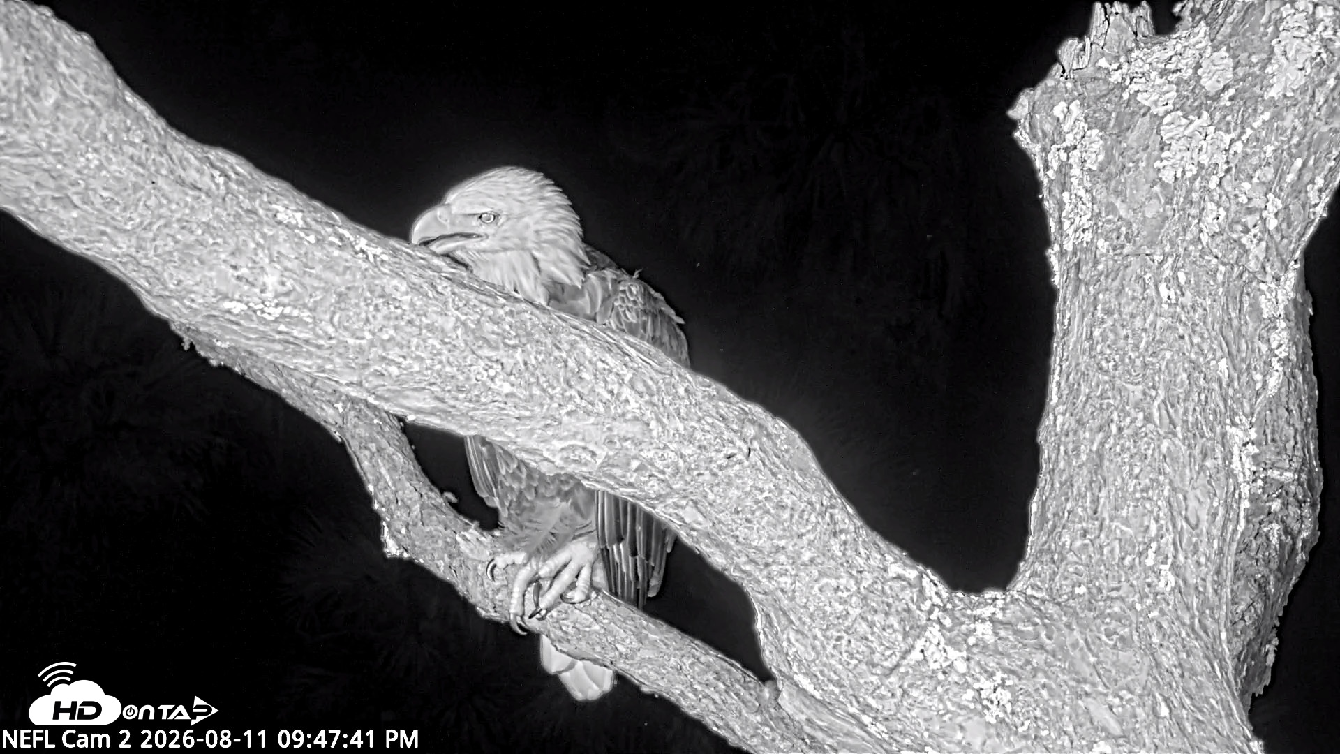 Snapshot of NE Florida Eagles Live Webcam taken Aug 11, 2026, 9:48pm EDT