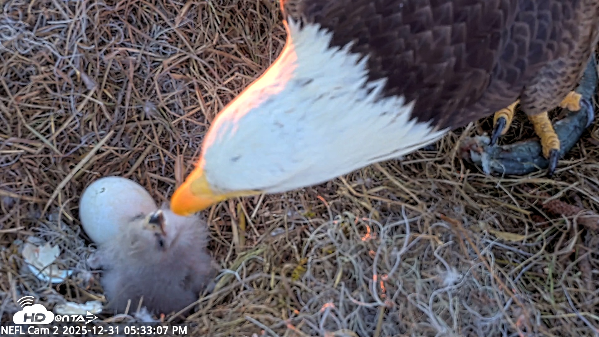 Snapshot of NE Florida Eagles Live Webcam taken Dec 31, 2025, 5:33pm EST