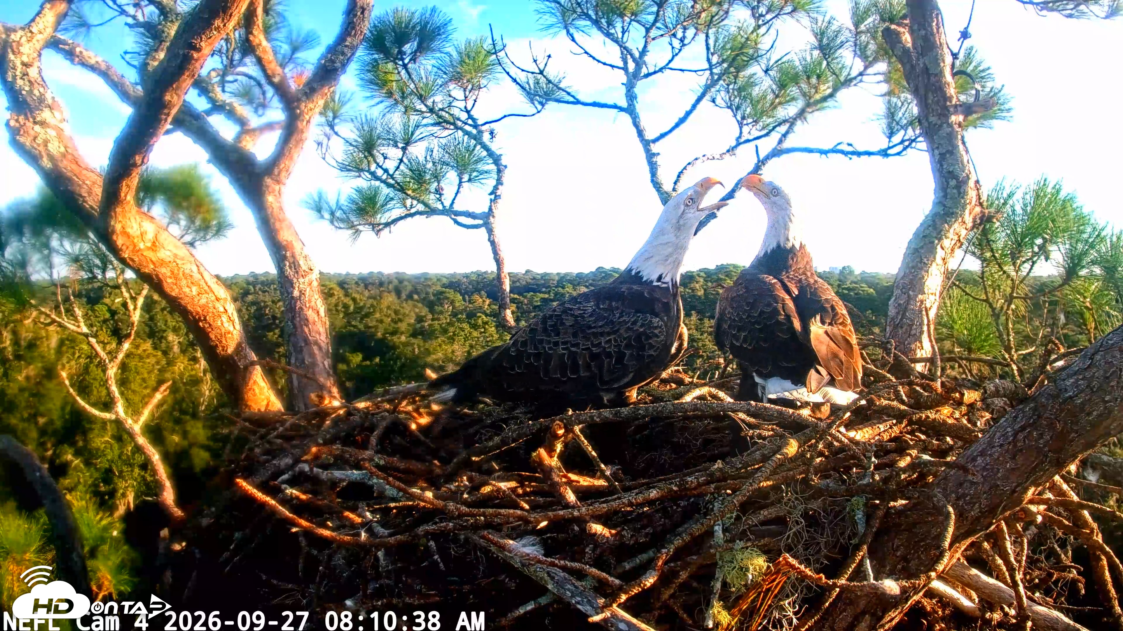 Snapshot of NE Florida Eagles Live Webcam taken Sep 27, 2026, 8:11am EDT