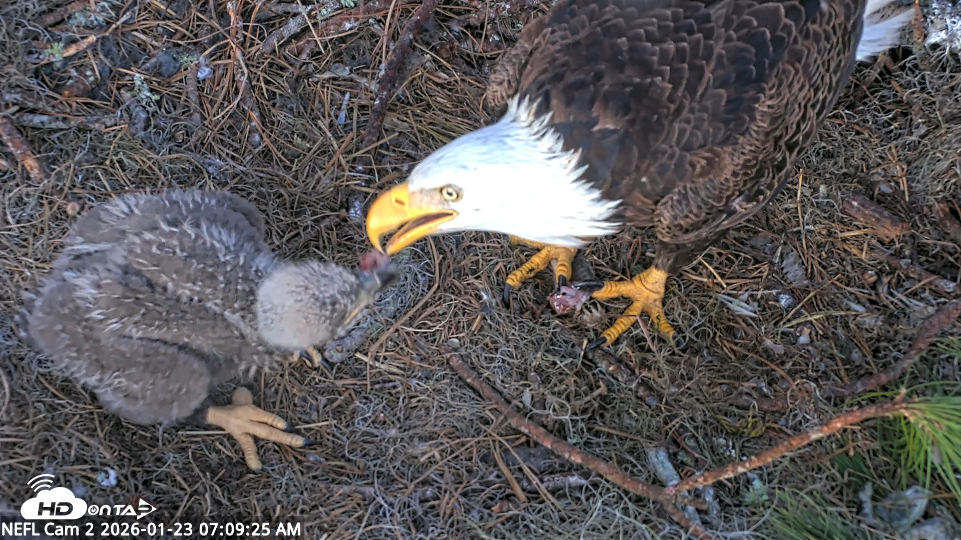 Snapshot of NE Florida Eagles Live Webcam taken Jan 23, 2026, 7:10am EST