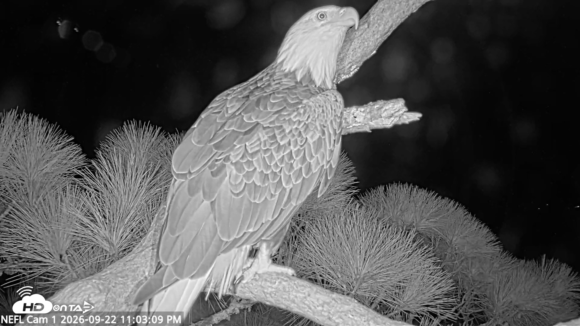 Snapshot of NE Florida Eagles Live Webcam taken Sep 22, 2026, 11:04pm EDT