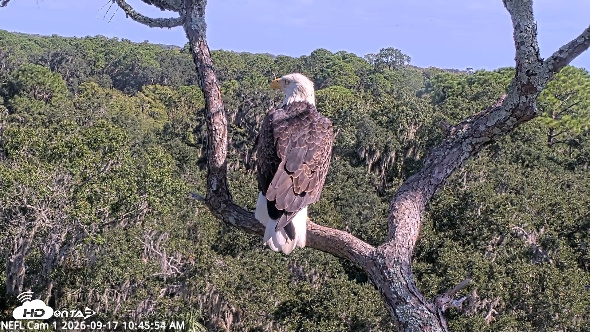 Snapshot of NE Florida Eagles Live Webcam taken Sep 17, 2026, 10:46am EDT
