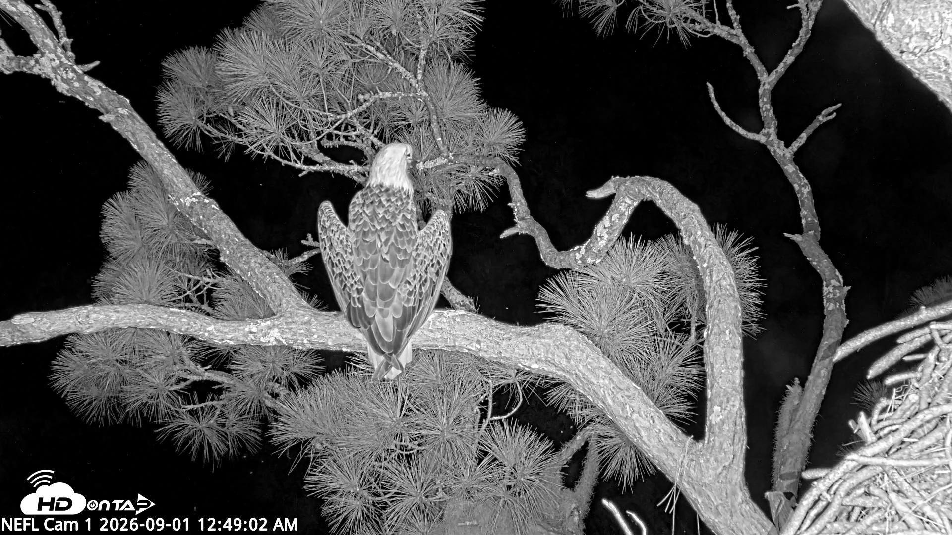 Snapshot of NE Florida Eagles Live Webcam taken Sep 1, 2026, 12:49am EDT