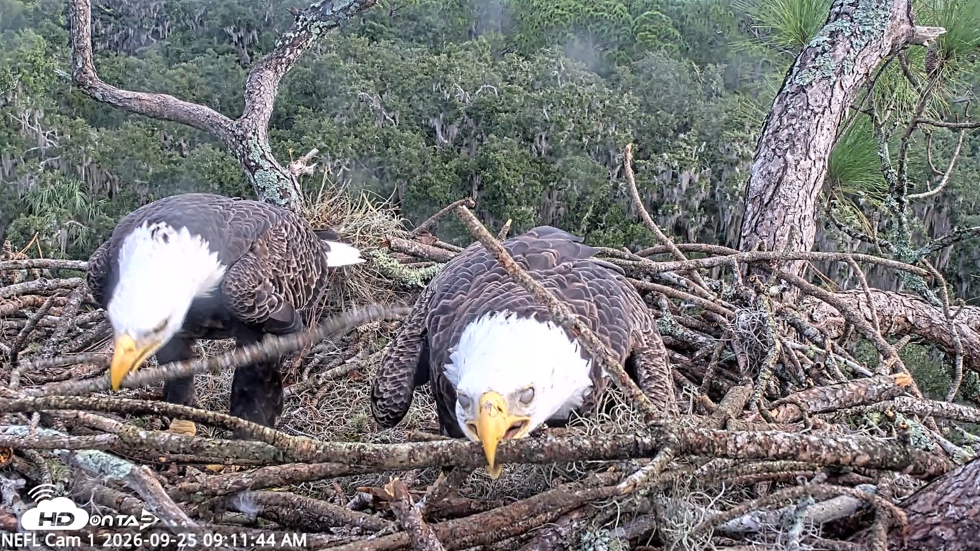Snapshot of NE Florida Eagles Live Webcam taken Sep 25, 2026, 9:12am EDT