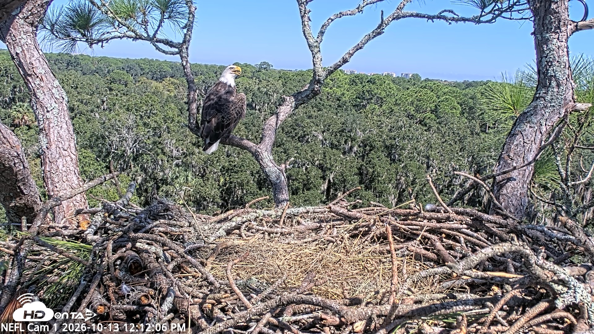 Snapshot of NE Florida Eagles Live Webcam taken Oct 13, 2026, 12:13pm EDT
