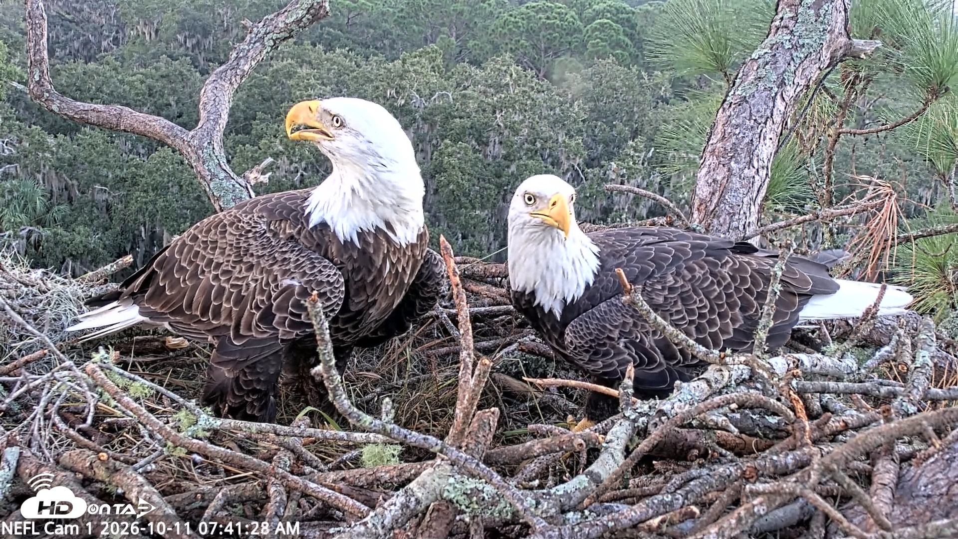 Snapshot of NE Florida Eagles Live Webcam taken Oct 11, 2026, 7:42am EDT