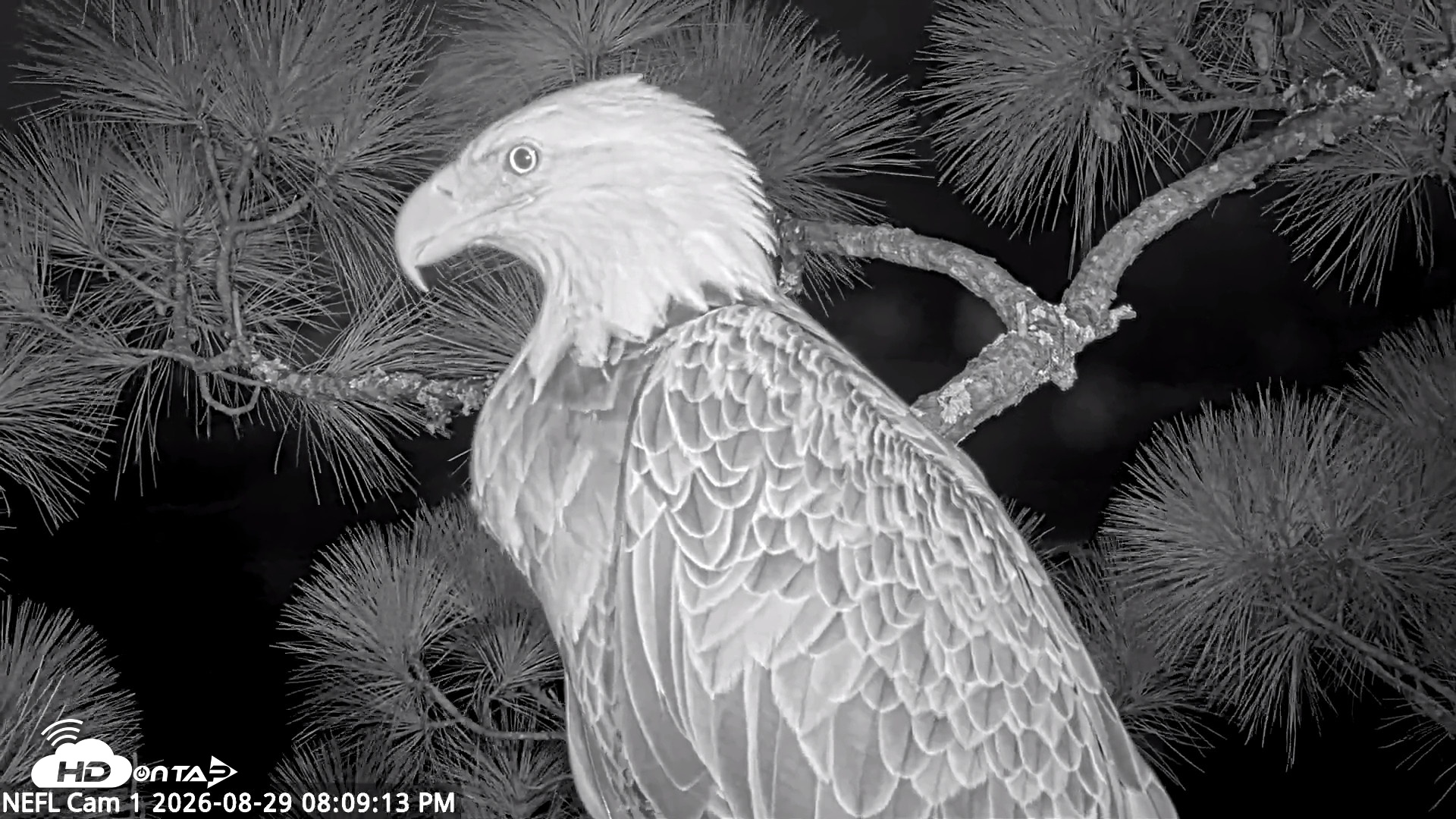 Snapshot of NE Florida Eagles Live Webcam taken Aug 29, 2026, 8:10pm EDT