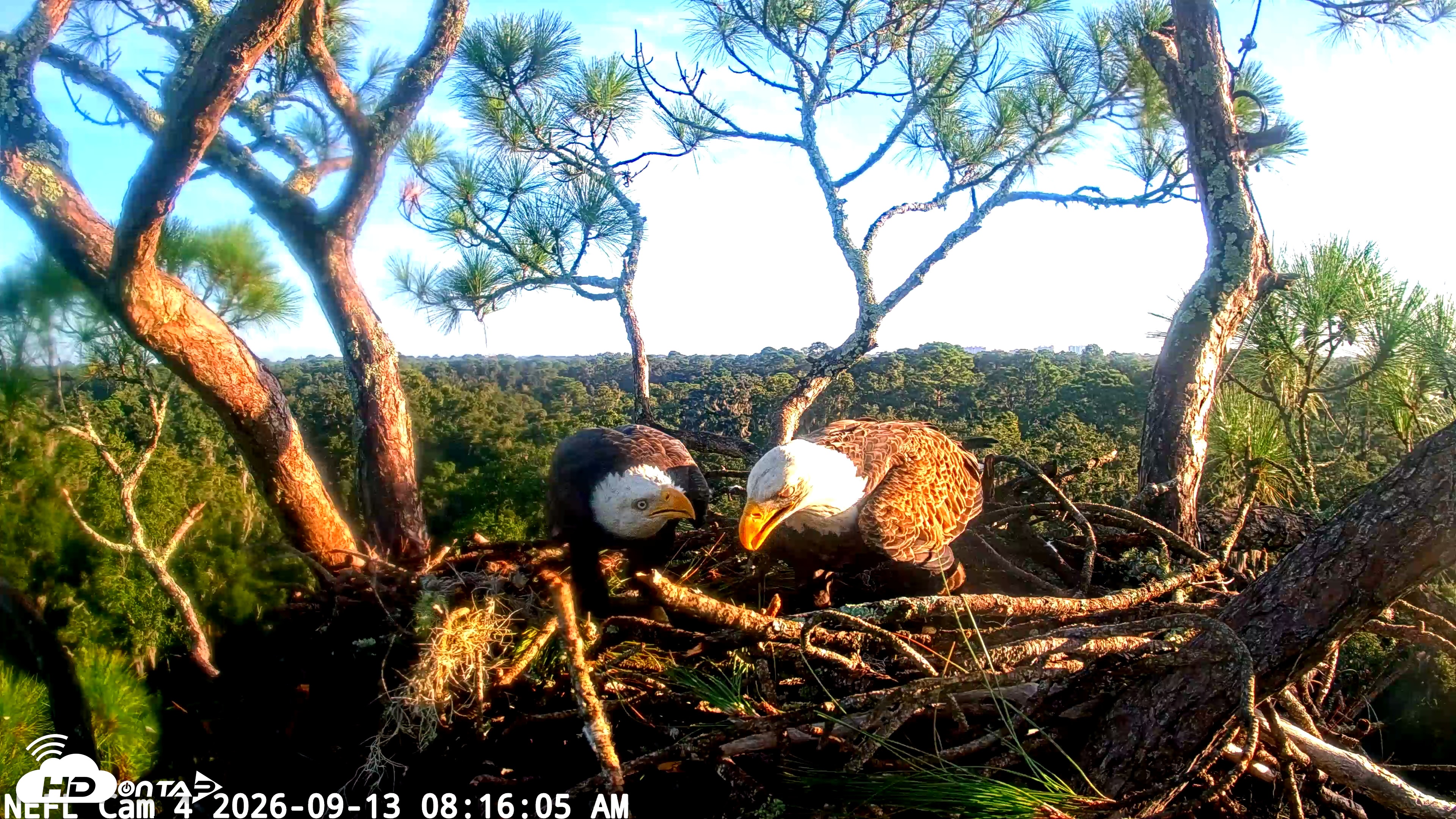 Snapshot of NE Florida Eagles Live Webcam taken Sep 13, 2026, 8:17am EDT