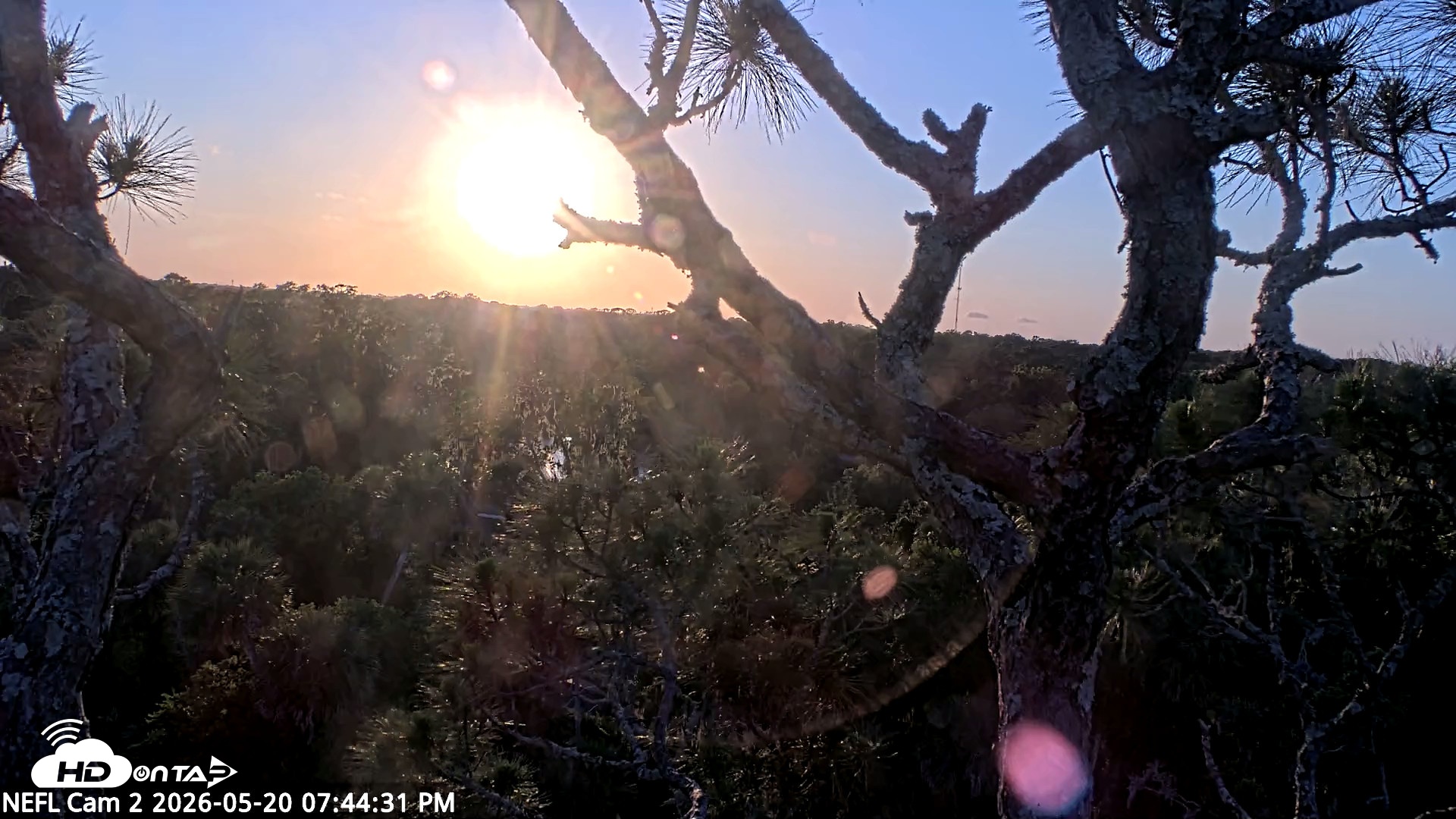 Snapshot of NE Florida Eagles Live Webcam taken May 20, 2026, 7:45pm EDT
