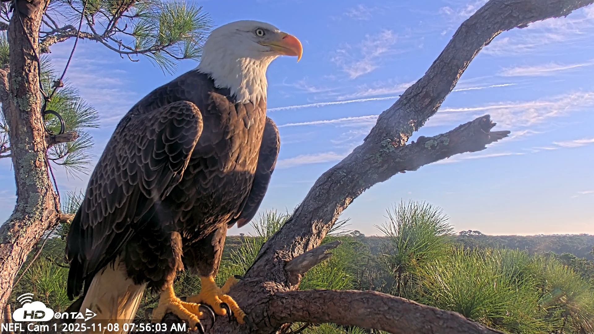 Snapshot of NE Florida Eagles Live Webcam taken Nov 8, 2025, 7:57am EST