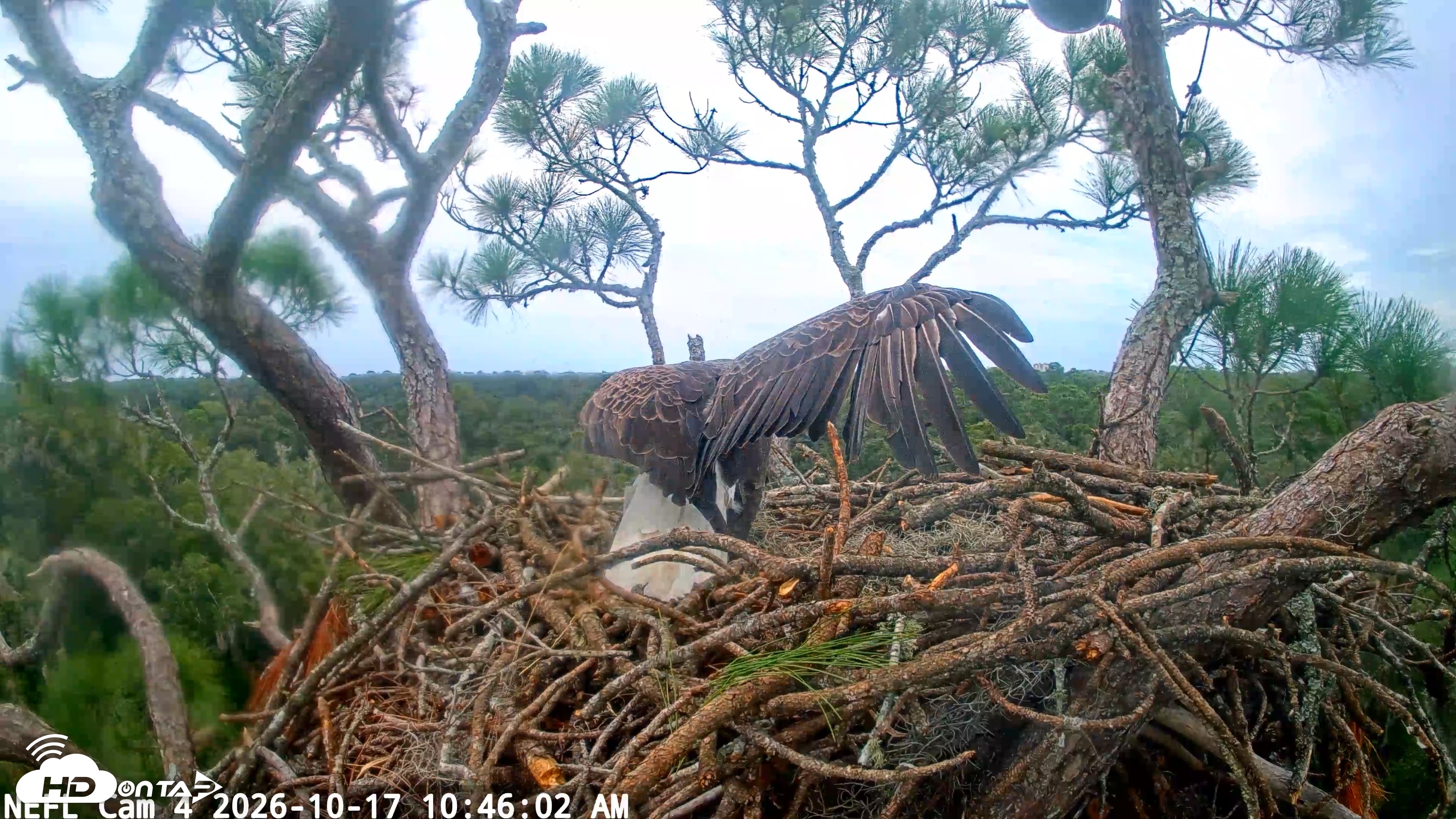 Snapshot of NE Florida Eagles Live Webcam taken Oct 17, 2026, 10:46am EDT