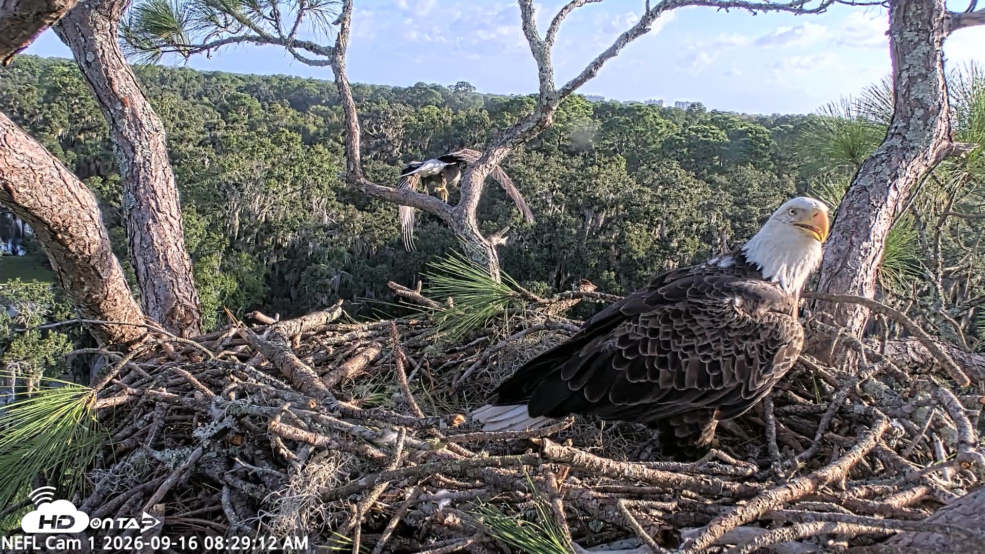 Snapshot of NE Florida Eagles Live Webcam taken Sep 16, 2026, 8:30am EDT