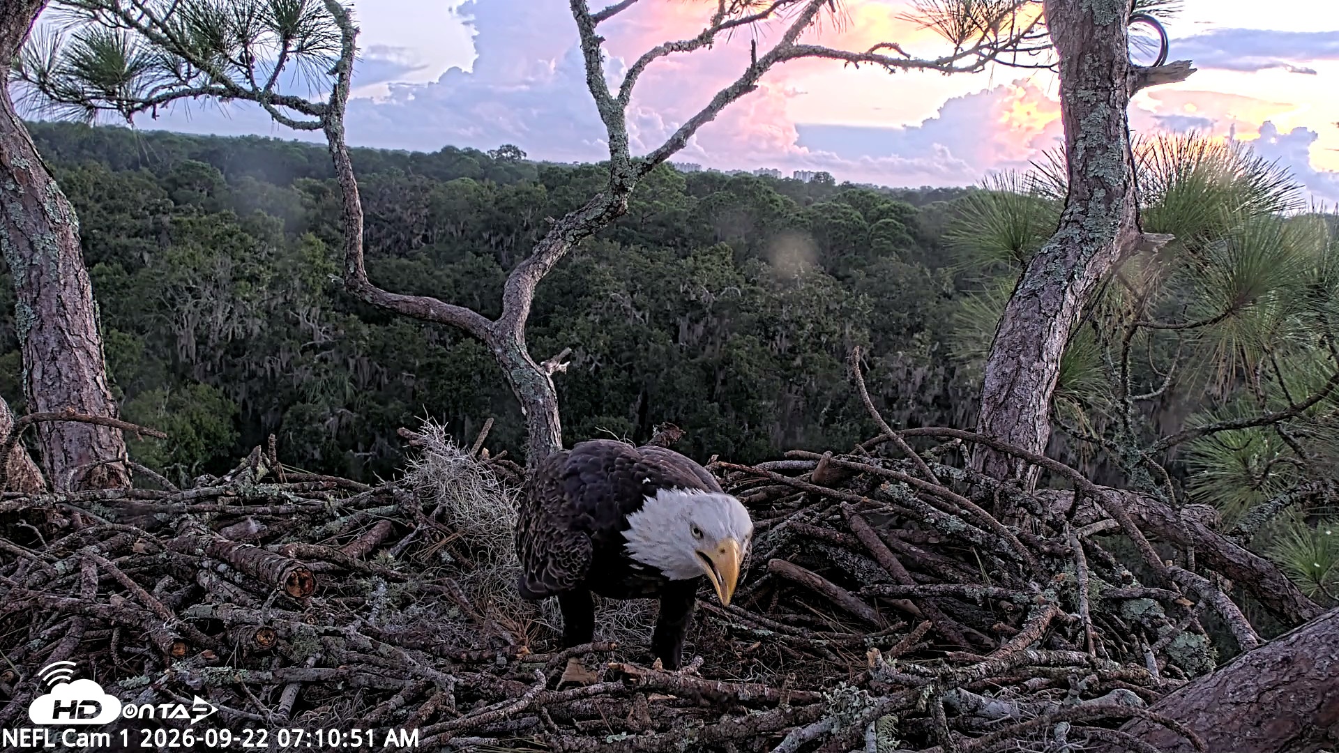 Snapshot of NE Florida Eagles Live Webcam taken Sep 22, 2026, 7:11am EDT