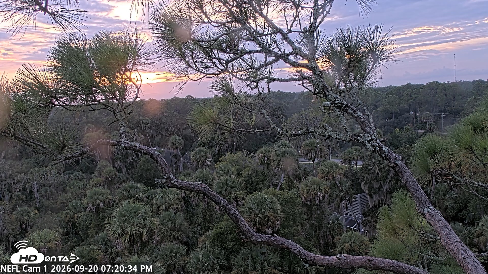 Snapshot of NE Florida Eagles Live Webcam taken Sep 20, 2026, 7:21pm EDT