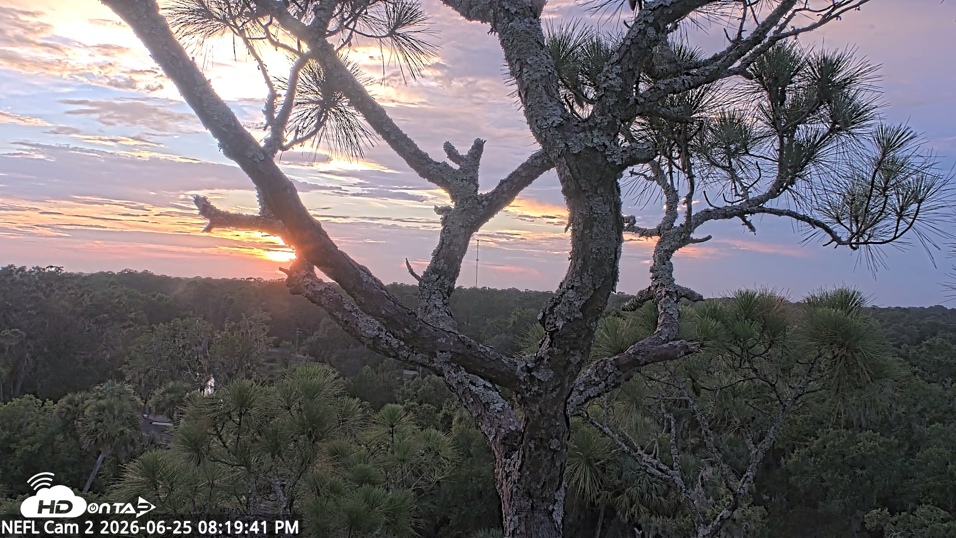 Snapshot of NE Florida Eagles Live Webcam taken Jun 25, 2026, 8:20pm EDT