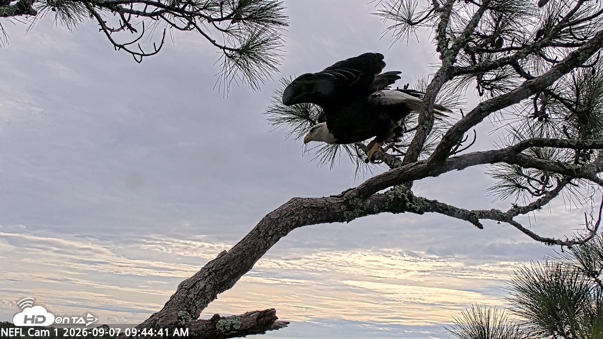 Snapshot of NE Florida Eagles Live Webcam taken Sep 7, 2026, 9:45am EDT