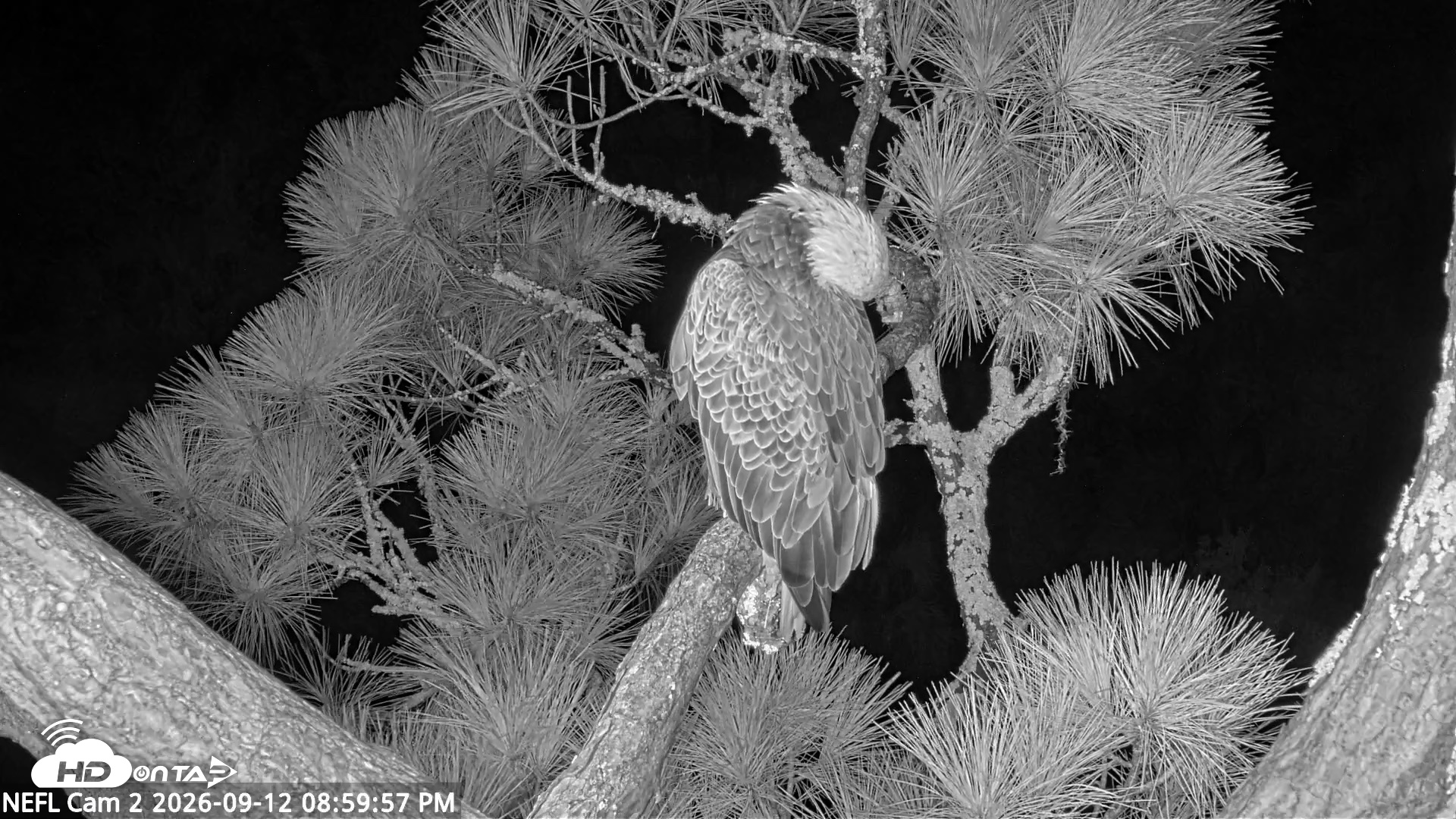 Snapshot of NE Florida Eagles Live Webcam taken Sep 12, 2026, 9:01pm EDT
