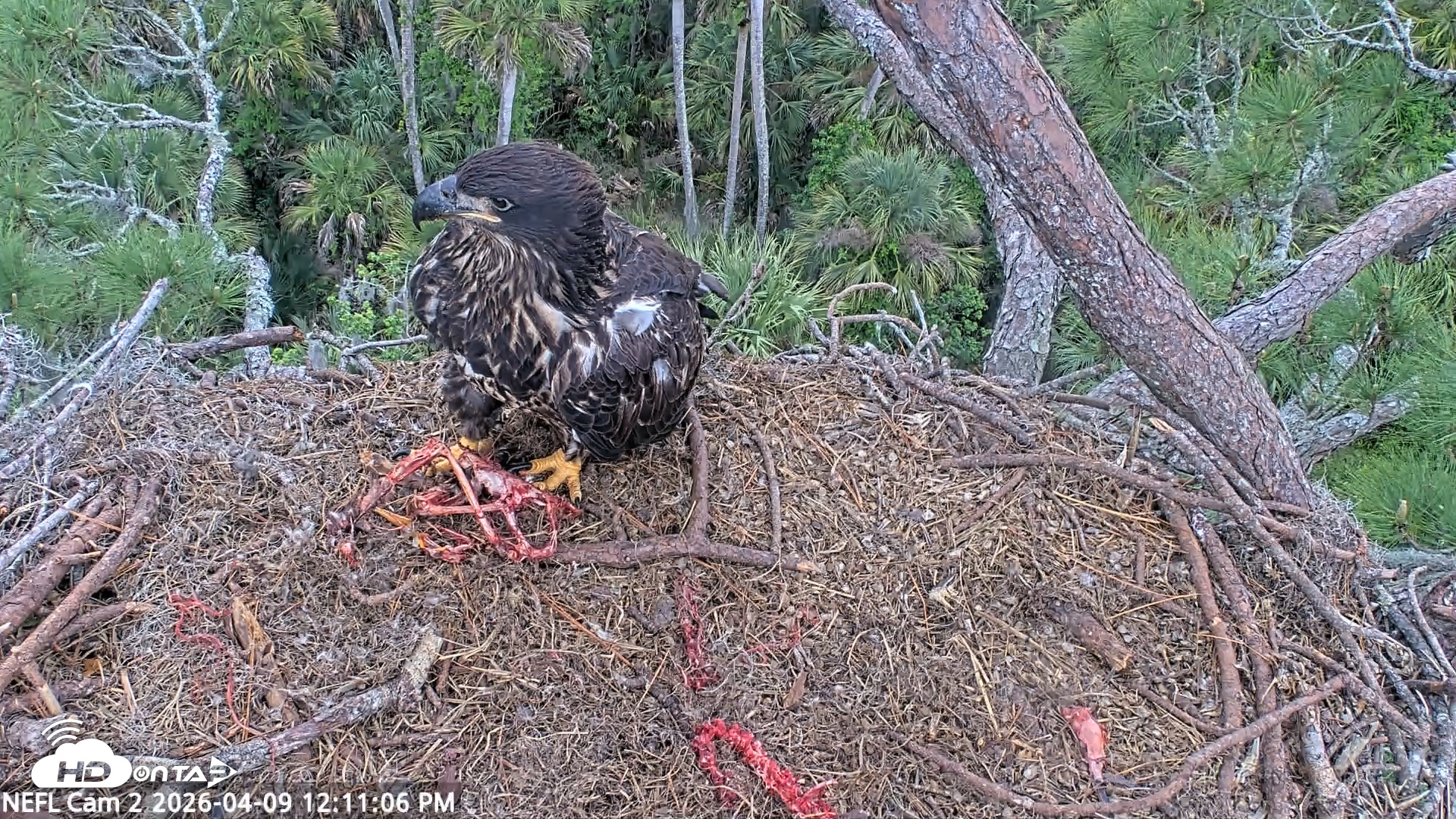 Snapshot of NE Florida Eagles Live Webcam taken Apr 9, 2026, 12:11pm EDT