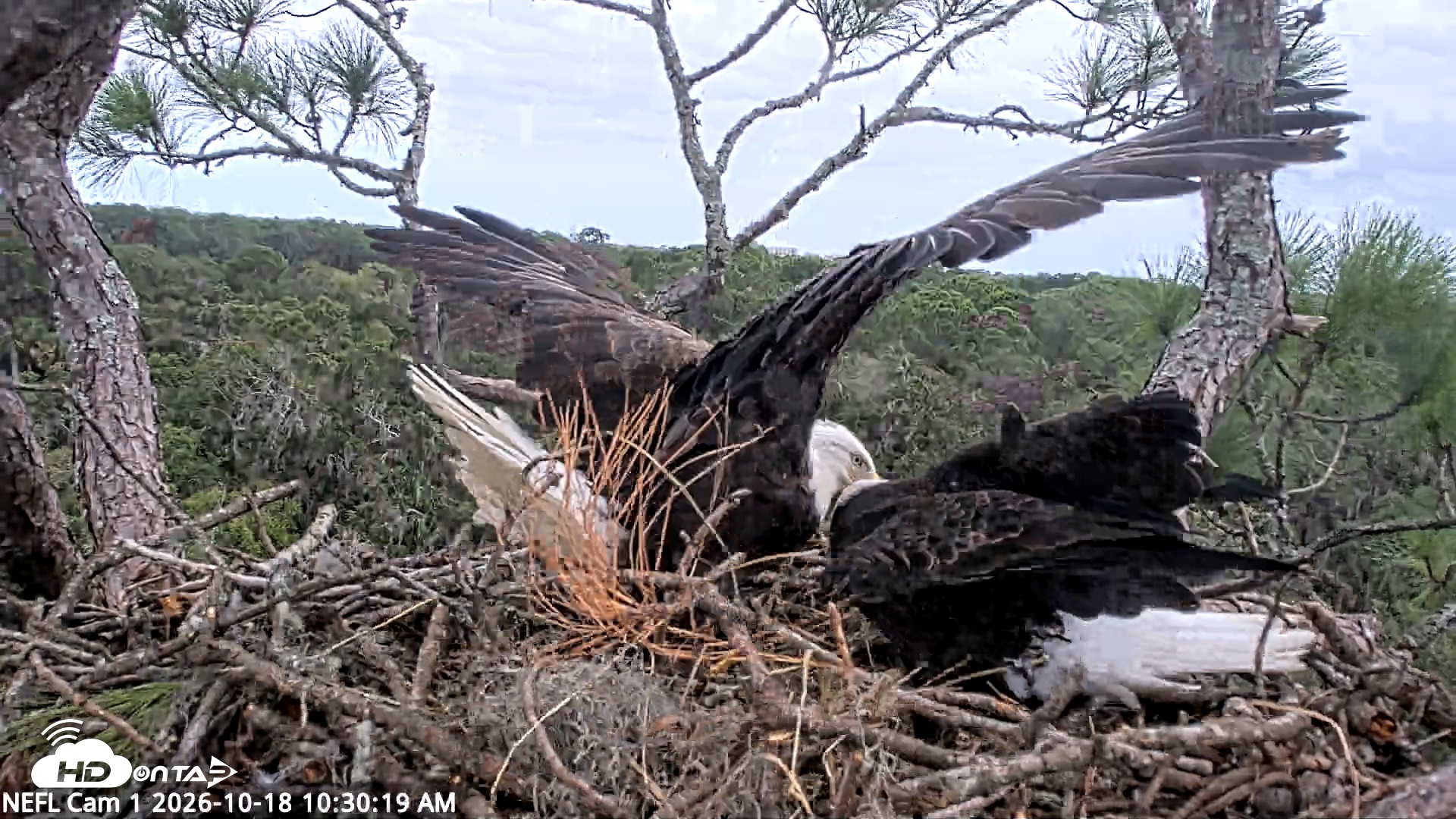 Snapshot of NE Florida Eagles Live Webcam taken Oct 18, 2026, 10:31am EDT