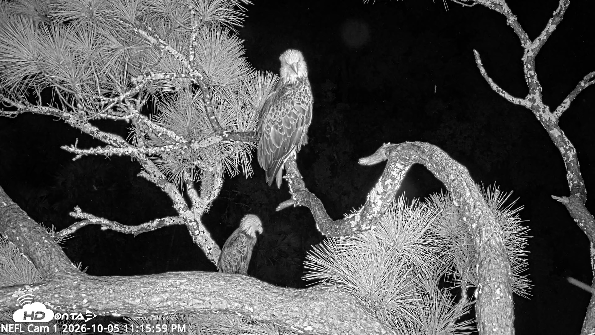 Snapshot of NE Florida Eagles Live Webcam taken Oct 5, 2026, 11:16pm EDT