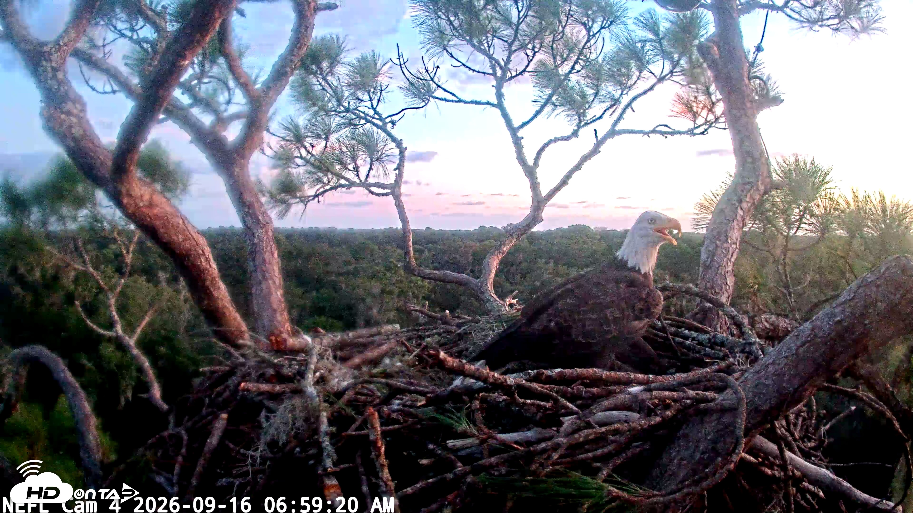 Snapshot of NE Florida Eagles Live Webcam taken Sep 16, 2026, 7:00am EDT