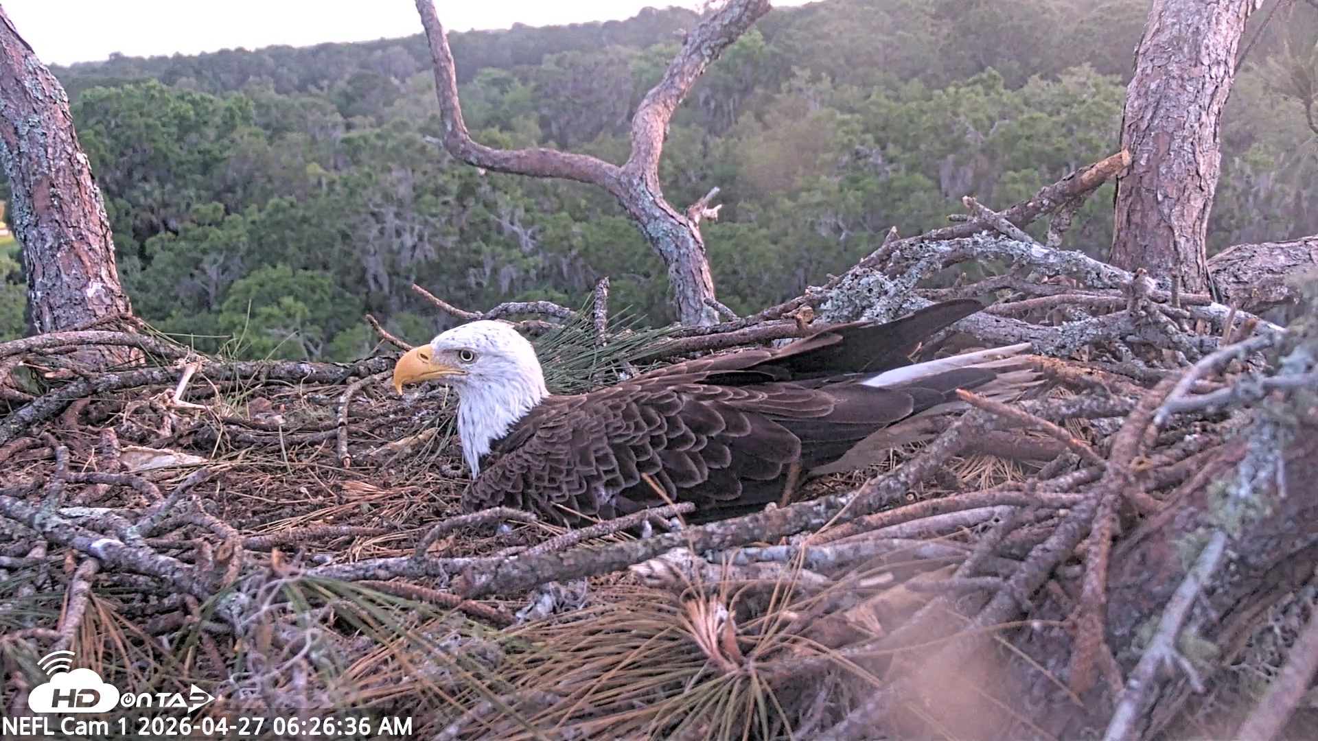 Snapshot of NE Florida Eagles Live Webcam taken Apr 27, 2026, 6:27am EDT