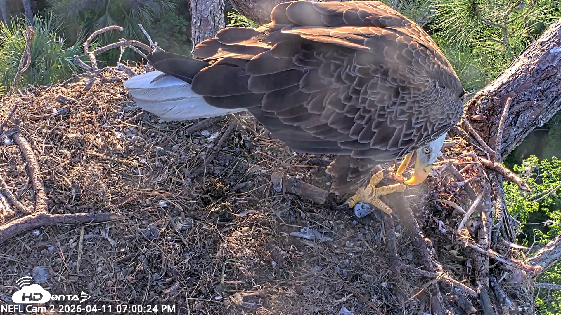 Snapshot of NE Florida Eagles Live Webcam taken Apr 11, 2026, 7:01pm EDT
