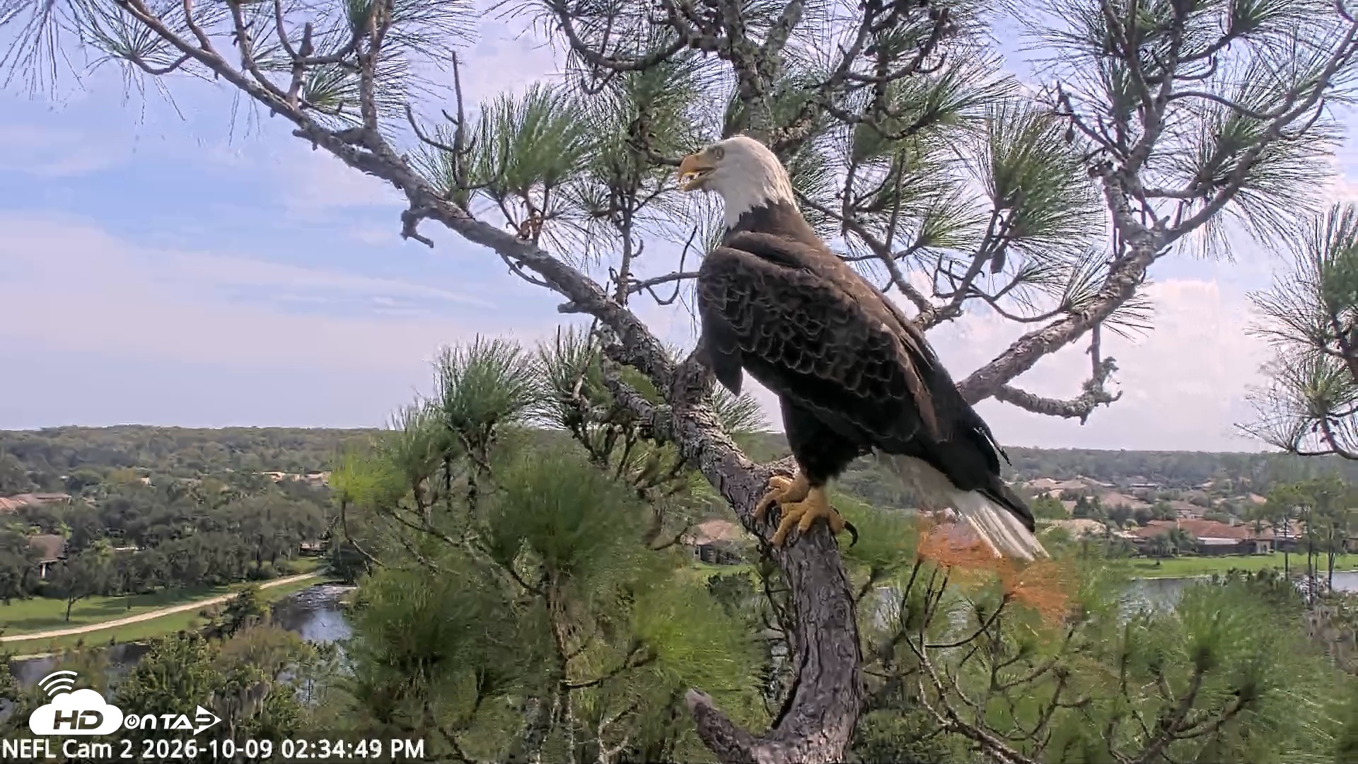 Snapshot of NE Florida Eagles Live Webcam taken Oct 9, 2026, 2:35pm EDT
