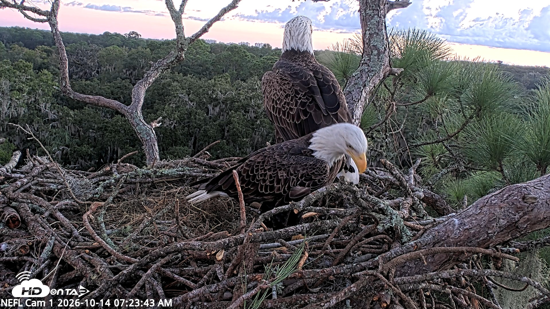 Snapshot of NE Florida Eagles Live Webcam taken Oct 14, 2026, 7:24am EDT